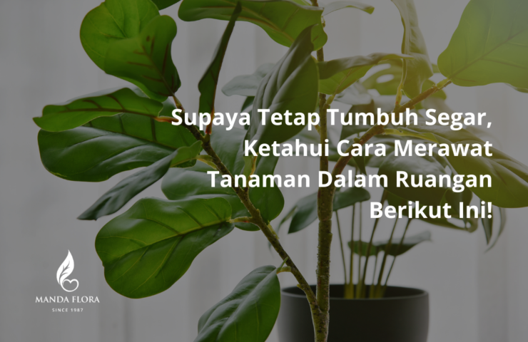 cara merawat tanaman