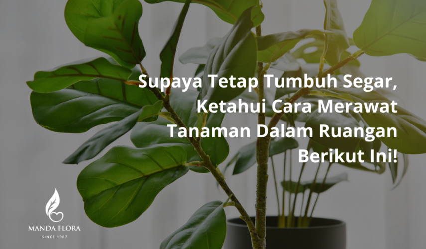 cara merawat tanaman