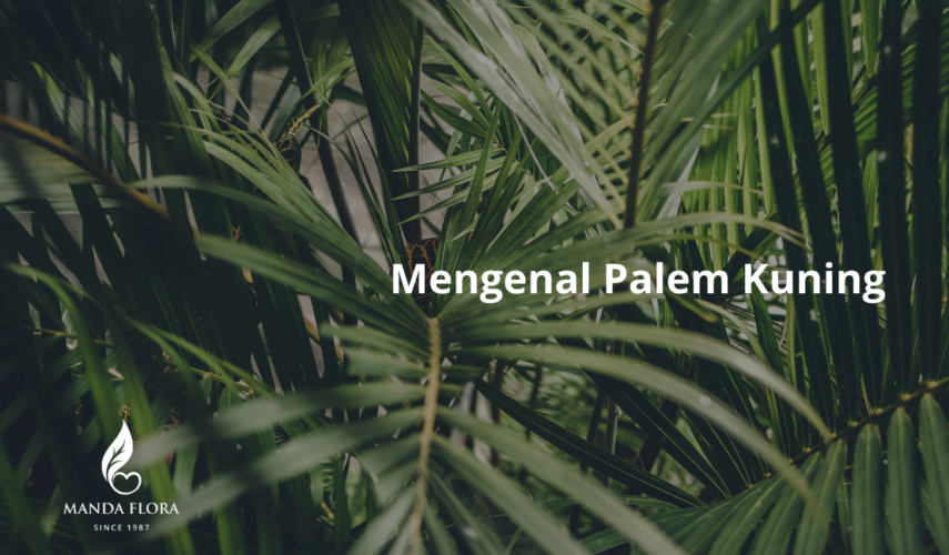 Palem Kuning
