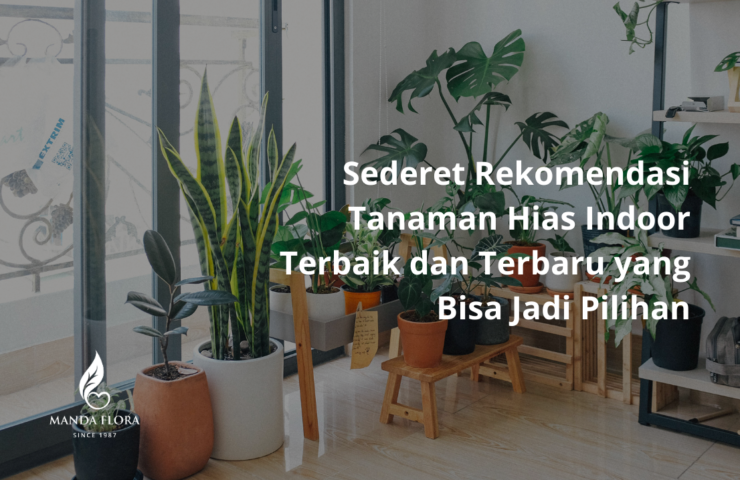 tanaman hias indoor