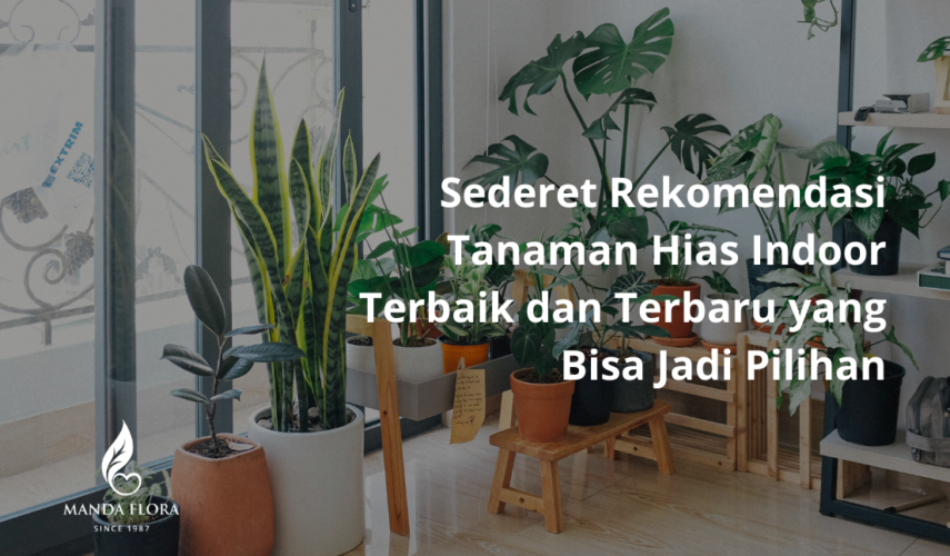 tanaman hias indoor