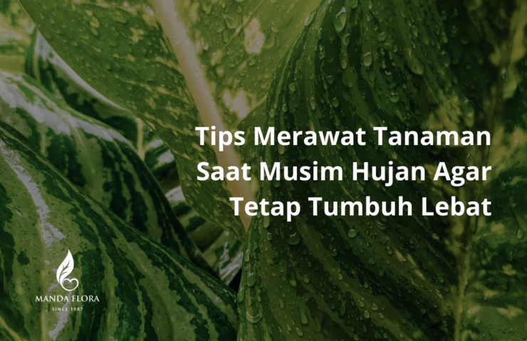 tips merawat tanaman