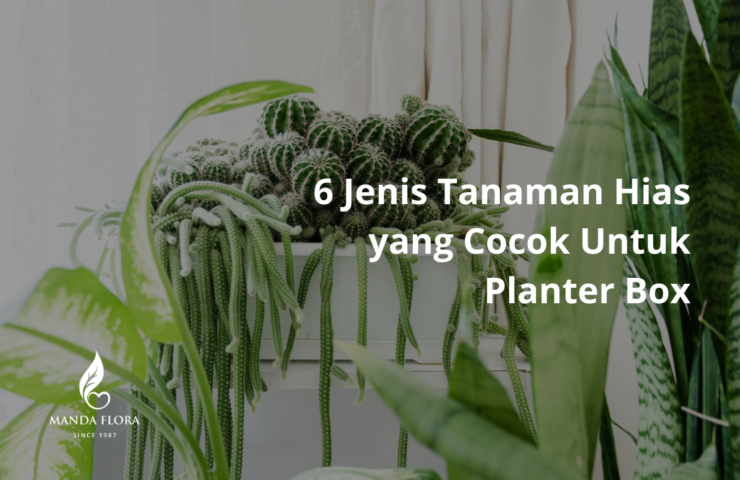6 jenis tanaman yang cocok untuk planter box