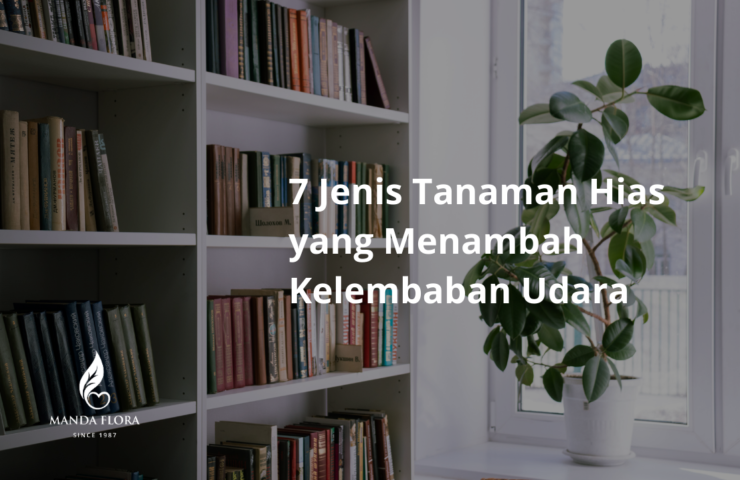 tanaman pelembab udara