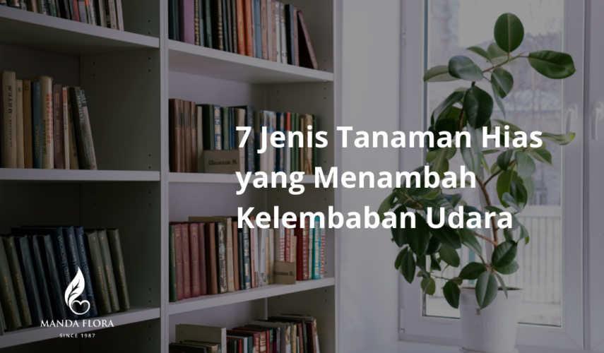 tanaman pelembab udara