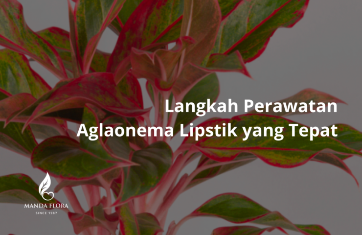 perawatan aglaonema lipstik