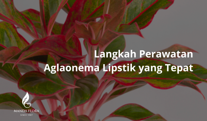 perawatan aglaonema lipstik