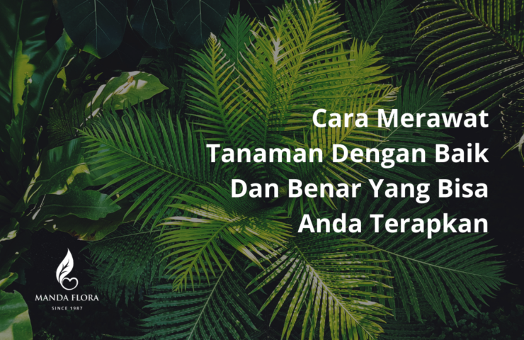 cara merawat tanaman dengan baik