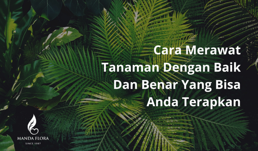 cara merawat tanaman dengan baik