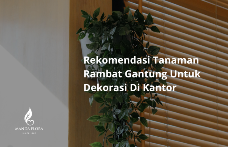 rekomendasi tanaman rambat gantung