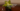 philodendron lemon
