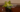 philodendron lemon