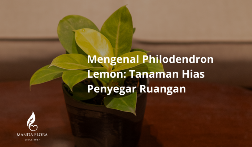 philodendron lemon