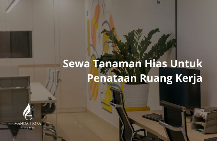 sewa tanaman hias