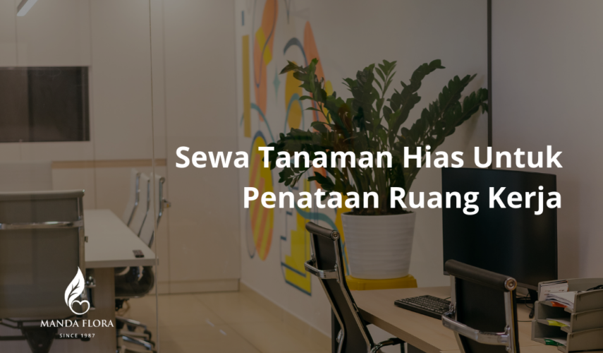sewa tanaman hias