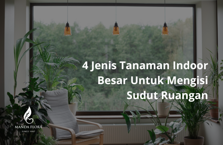 jenis tanaman indoor