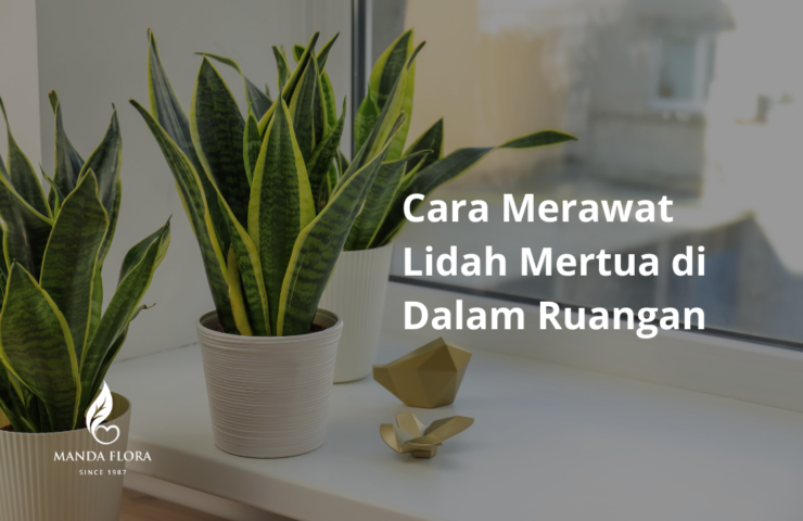 Cara Merawat Lidah Mertua di dalam ruangan
