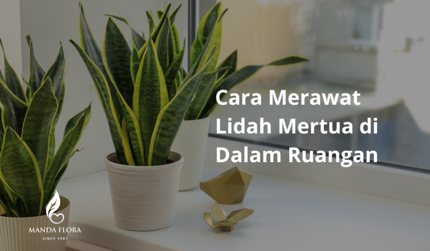 Cara Merawat Lidah Mertua di dalam ruangan