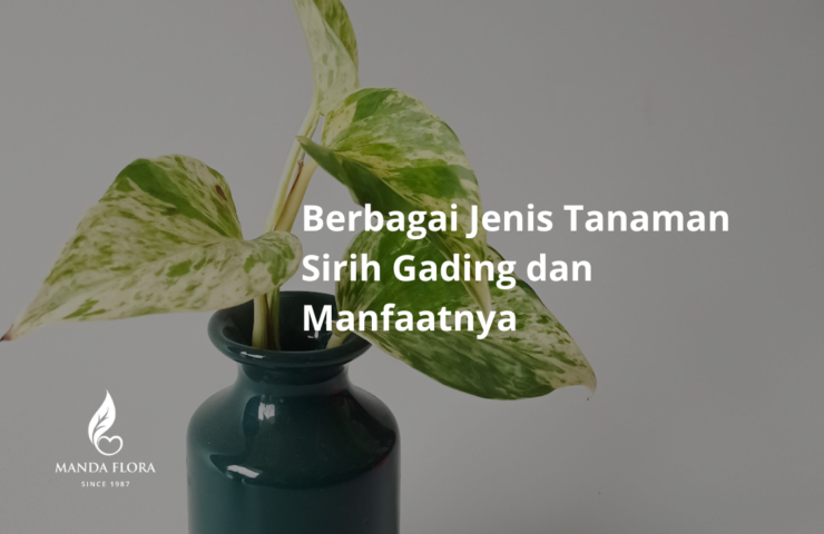 jenis tanaman sirih gading