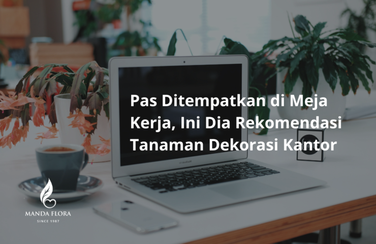 tanaman dekorasi kantor