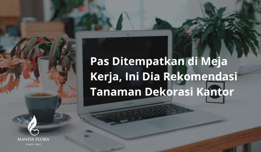 tanaman dekorasi kantor