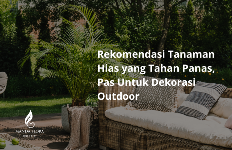 tanaman dekorasi outdoor