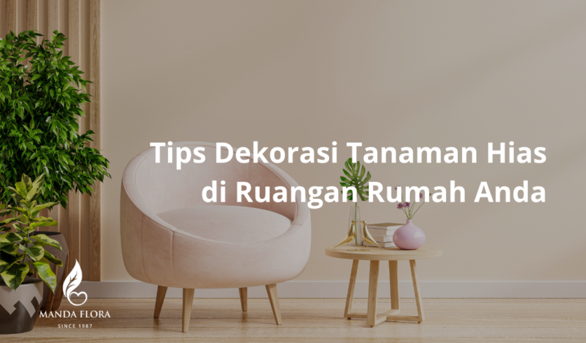 dekorasi tanaman hias