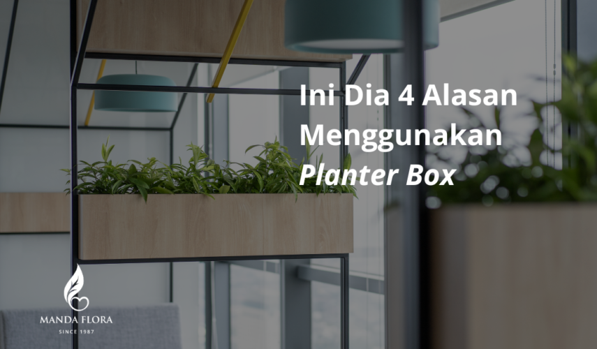 alasan menggunakan planter box